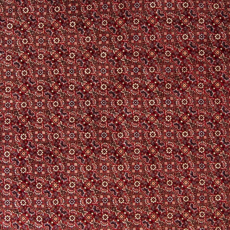 Bidjar Tapete 250x250cm - Tapete persa