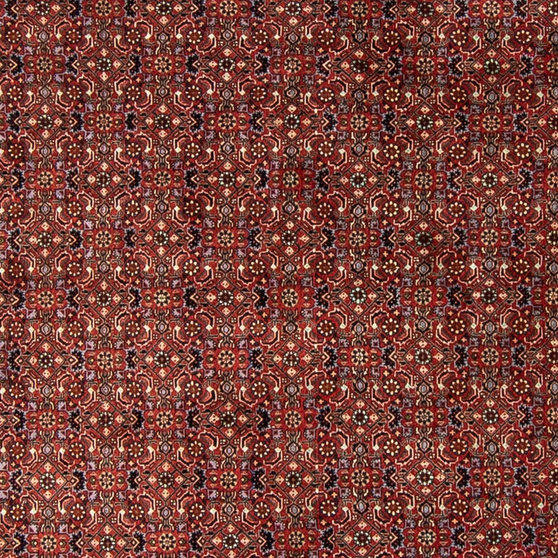 Bidjar Tapete 250x250cm - Tapete persa