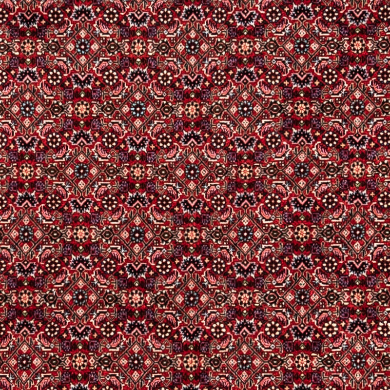 Bidjar - Takab Tapete 337x252cm - Tapete persa